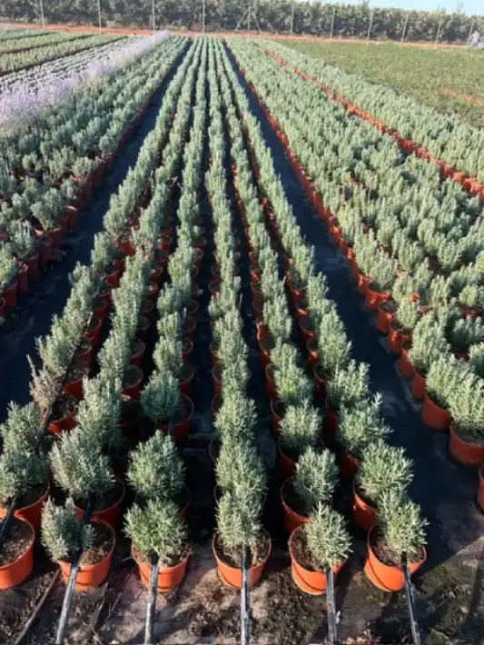 Comprar Lavanda en Mallorca