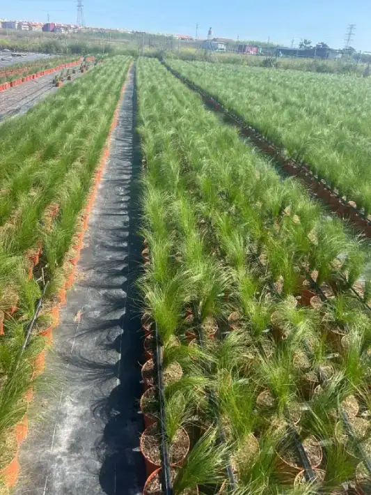 Comprar Stipa Mallorca