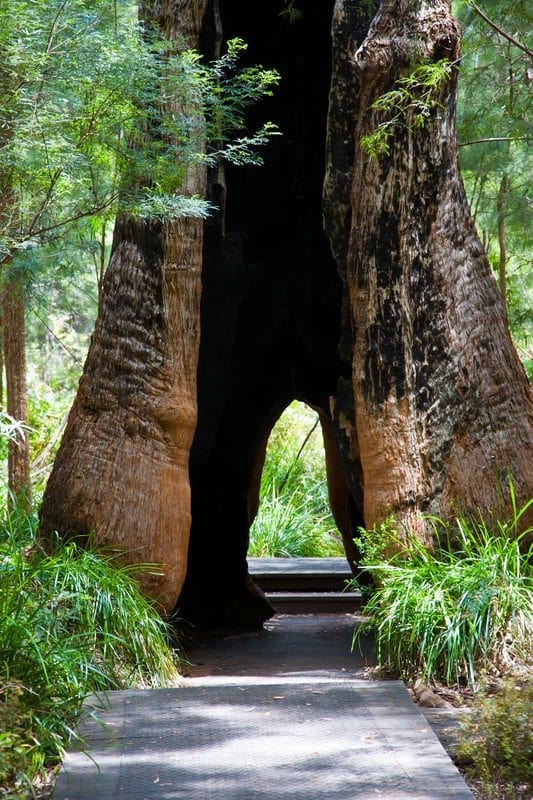 Valley of the Giants Western Australia