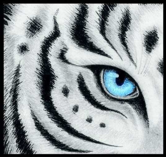 Logo B! TIGER