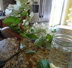 cutting hydrangea