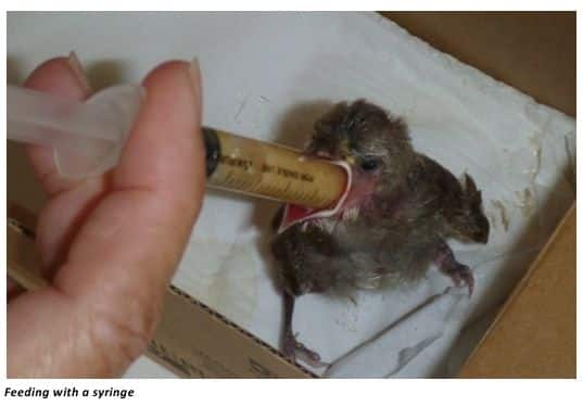 How Often Do You Feed a Baby Bird Worms