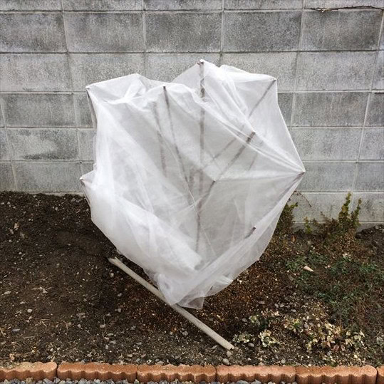 バラの移植後不織布（正面）