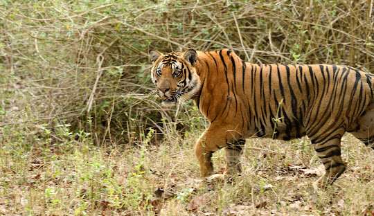 How to Reach Coorg: Train, Road & Air Travel Guide