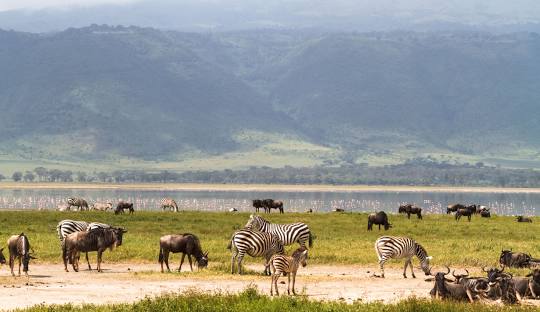 11 Days Kenya, Tanzania and Uganda Combined Safari
