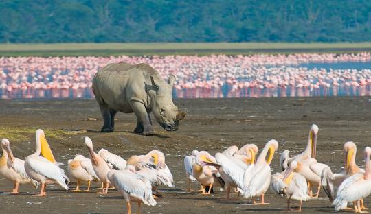 4 Days Kenya Luxury Safari