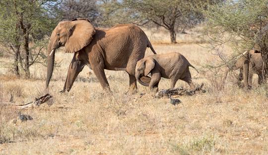 7 Days Kenya Wildlife Safari