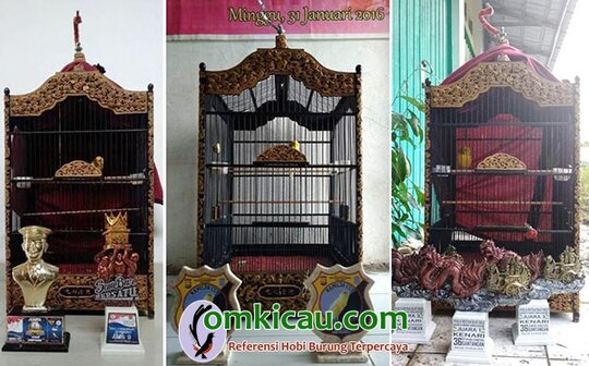perawatan kenari