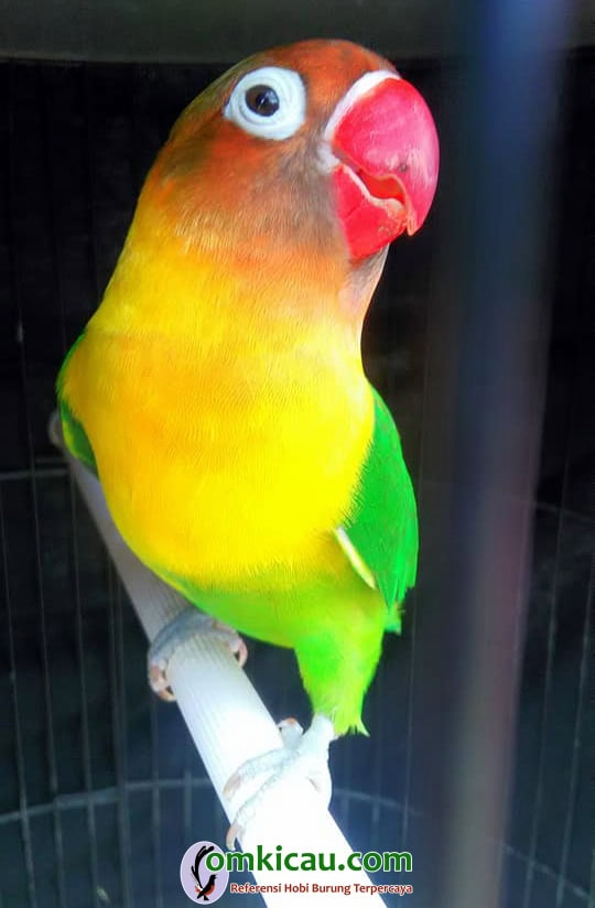 Lovebird Nyonya Tuwa Lovebird Nyonya Tuwa