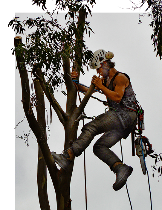 tree services digital marketing agency tree-services-digital-marketing-agency