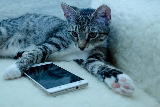 Gato con móvil