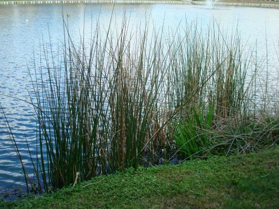 Bulrush