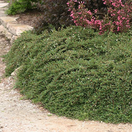 Cotoneaster Little Dipper® Proven Winner™