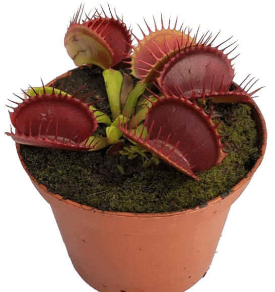 Collecting Stunning Carnivorous Plants B52 Venus Fly Trap