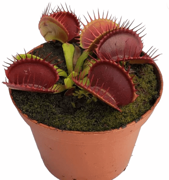 B52 Venus Fly Trap For Sale