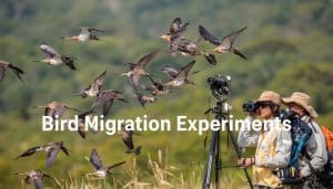 Bird Migration Experiments