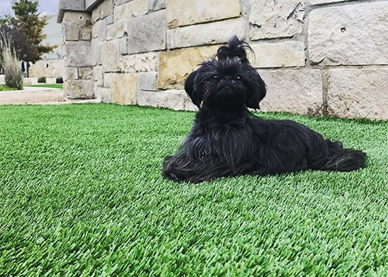 Artificial turf petscapes artificial turf petscapes