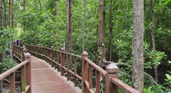 Ramsar Wetlands Mangrove