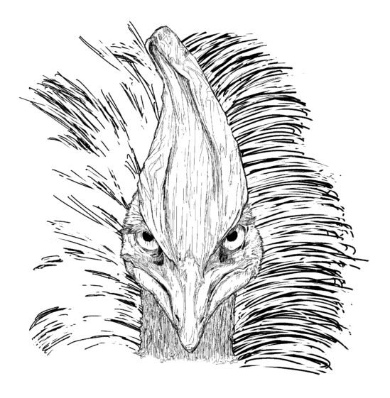 バードタイプ診断_ヒクイドリ