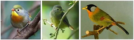 BURUNG ROBIN - OPIOR JAWA DAN PANCAWARNA