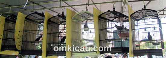 Cililin muda siap dipasarkan burung cililin
