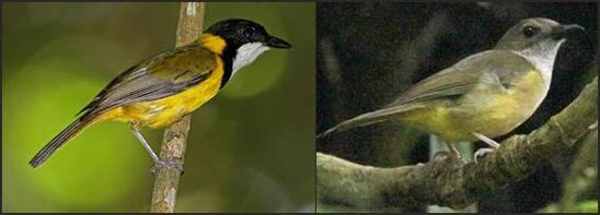Perbedaan jantan ( kanan ) dan betina burung kancilan emas
