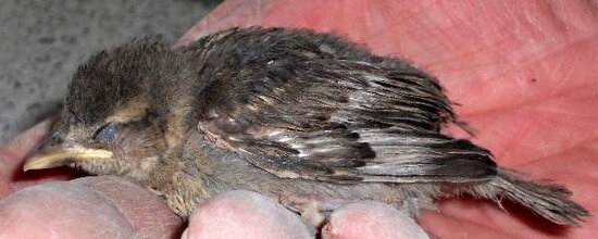 Anakan burung yang mengalami stress