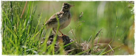 Download ragam suara kicauan burung branjangan