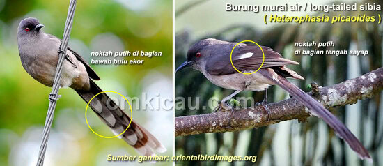 sayap dan ekor murai air