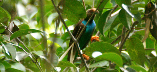 Burung bidadari hanya bisa dijumpai di hutan-hutan yang ada di Pulau Halmahera.