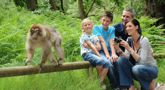 Hotels Around Bali, The Ubud Monkey Forest, budget for bali trip 5 days, bali honeymoon itinerary 5, expenses in bali for 5 days, 5 days bali package, bali bali travel, bali itinerary for 5 days 4 nights, bali 5 days itinerary and budget, 5 days trip to bali, bali trip 5 days 4 nights