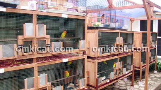 Kandang penangkaran lovebird sistem battery.