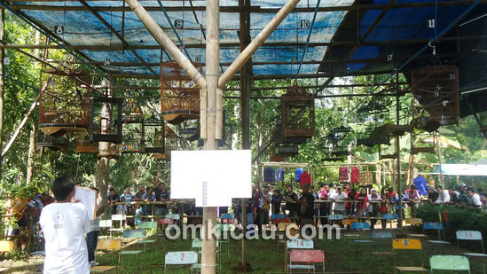 Lomba Burung SapuRegel Team