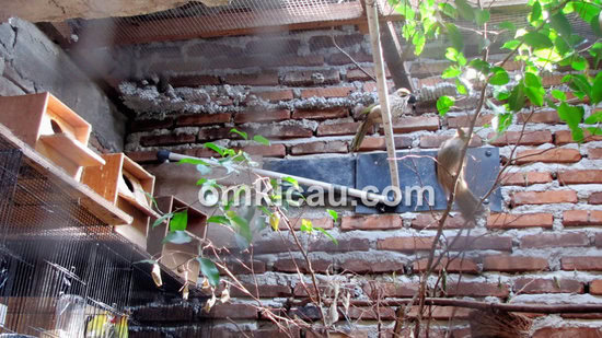 Tumpangsari lovebird dan cucakrawa