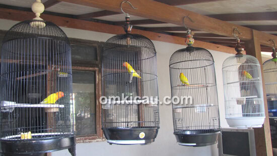 Penangkar lovebird - JP Bird Farm Depok
