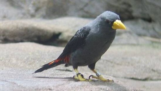 Jalak tunggir merah atau rio-rio