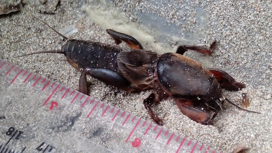 Orong-orong atau anjing tanah