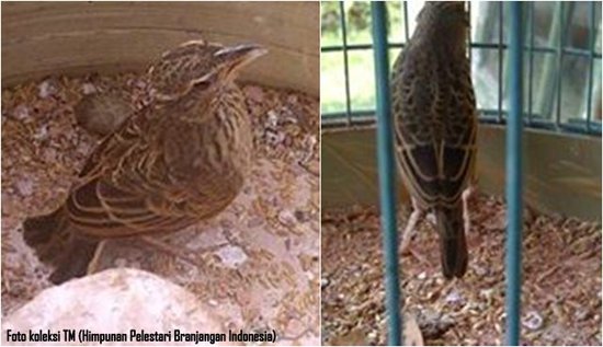 Burung branjangan jantan dan betina