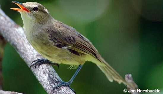Burung seychelles warbler (Acrocephalus sechellensis).