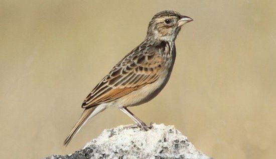 Burung branjangan