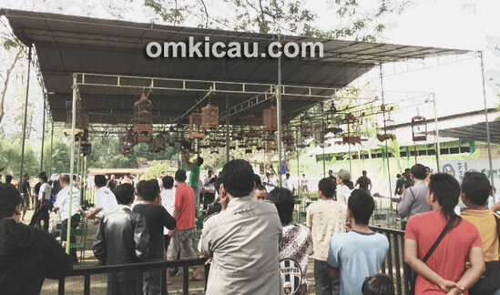 Kontes IKPBS Solo