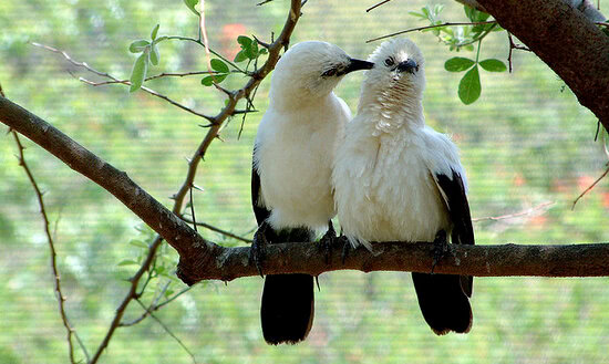 Kemesraan pasangan burung pied babbler berujung pada pemerasan oleh anaknya kelak.