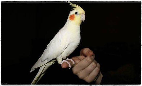 Burung cockatiel atau falek ( Parkit Australia )