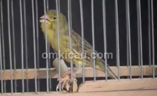 cara merawat kenari spanish timbrado cara merawat kenari spanish timbrado