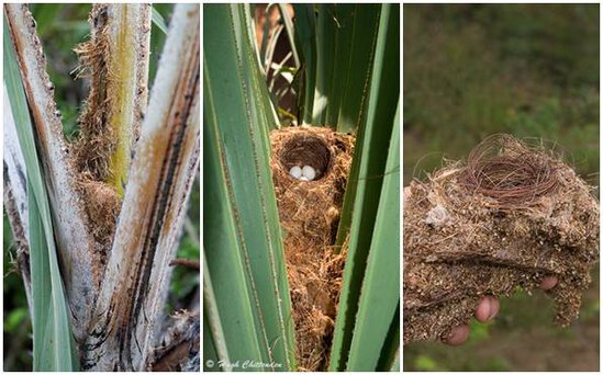 Sarang yang terletak ditengah pohon palm