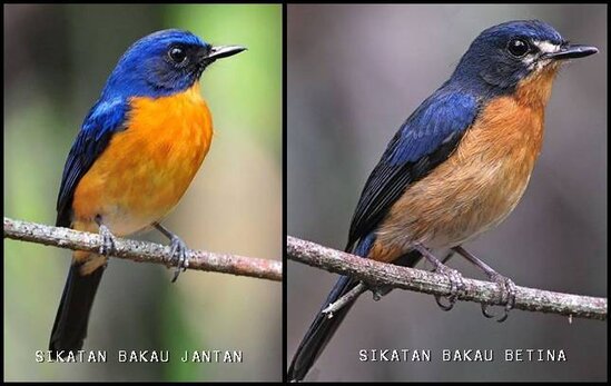 Perbedaan jantan dan betina sikatan bakau