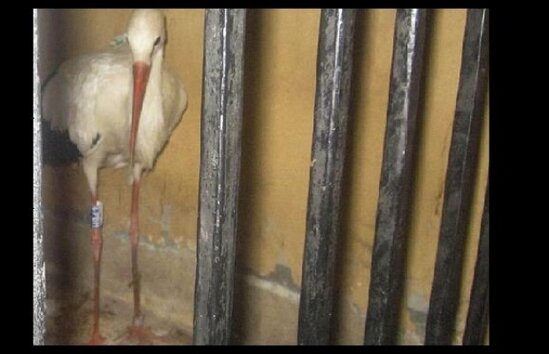 Burung bangau yang ditahan karena dianggap mata-mata asing