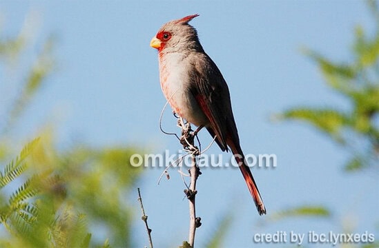 Kicauan burung pyrrhuloxia