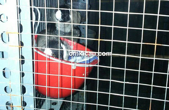 Pasangan induk burung bulbul