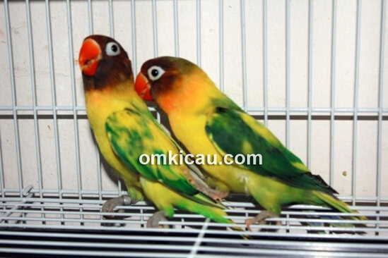 Lovebird blorok pun tak kalah menawan.